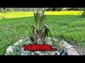 Definitely One Of The Toughest Palms Alive…