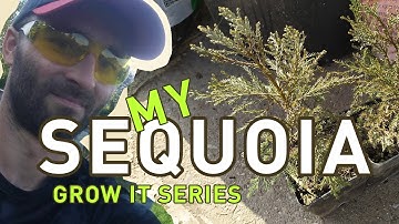 JGW 02 - Replanting young SEQUOIA trees and how I GROW them from the SEED. Update to PART 1