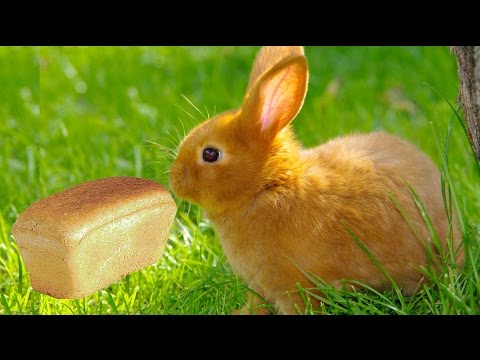 Можно ли кроликам хлеб / КРОЛИКОВОДСТВО