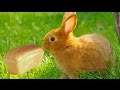 Можно ли кроликам хлеб / КРОЛИКОВОДСТВО