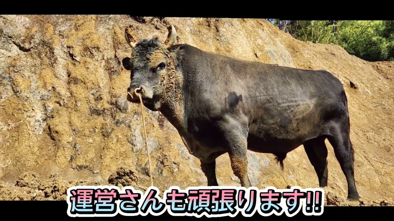 11月2日予定‼️沖縄県で全国闘牛サミット開催告知