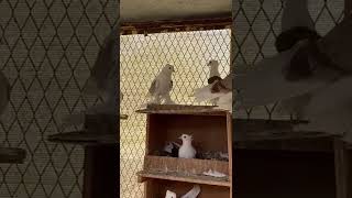 Fancy pigeons حمام زينة