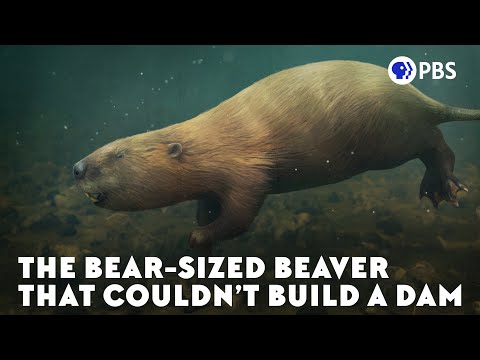 What Happened to the World&rsquo;s Biggest Beaver?