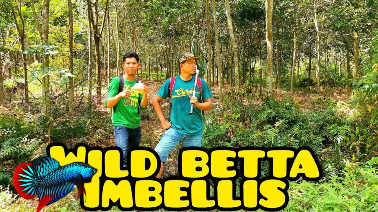Sauk Ikan Wild Betta Imbellis (ikan Laga kampung) #gengdunia