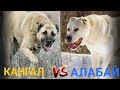 Кангал ва Алабай Кайси бири жангда кучлирок #Алабай #Кангал