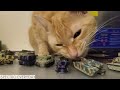 Cute Cat Destroys Army