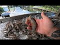 THESE THINGS ARE GIANT First Shrimping Trip Of The 2025 White Shrimp Season HOTDOGS WITH LEGS THESE THINGS ARE GIANT First Shrimping Trip Of The 2025 White Shrimp Season HOTDOGS WITH LEGS