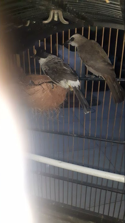 persilangan, terucuk sama kutilang akirnya berhasil ,,,