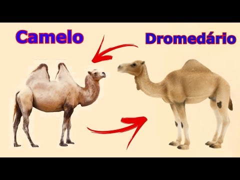 Vídeo: Diferença Entre Dromedário E Camelo Bactriano