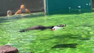 Welsh Mountain Zoo Seal in Pool