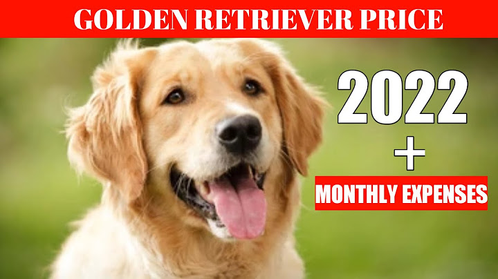 Golden retriever puppy price philippines 2022
