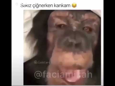 Download Çok komik maymun video su Mp3 and Video Çok komik maymun video su