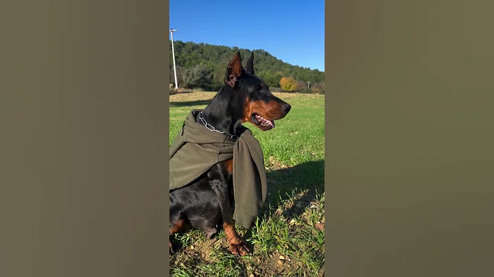 #dobermanlove #dog #erdemayazz #hunter #hunterprogeny #huntervitalscreen #puppies #2023 #doberman