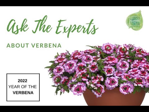 Vídeo: Growing Rose Verbena - Aprenda sobre o uso de Rose Verbena em jardins