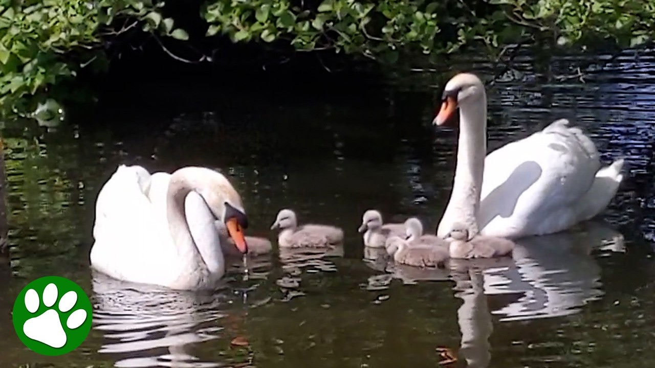 Cygnet’s Beautiful Reunion with Its Swan Parents ❤️