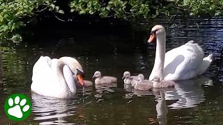 Baby Swans Beautiful Reunion With Its Swan Parents