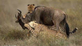 Cheetahs Hunting Wildebeest