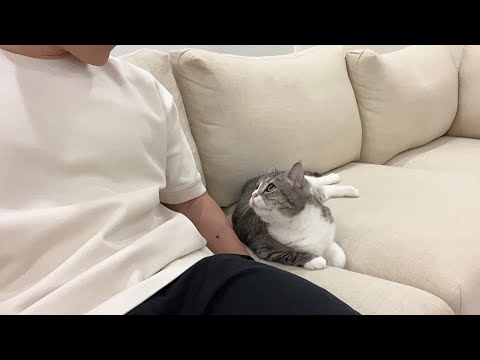 猫にいきなり猫語で話しかけてみたら反応がかわいすぎたwww