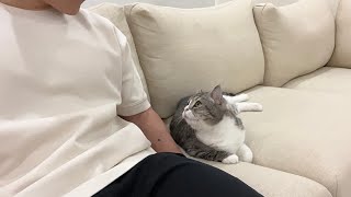 猫にいきなり「ニャー」と話しかけてみたら反応がかわいすぎたwww