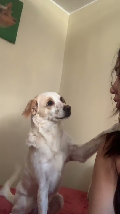Dog Calms Woman Down || ViralHog