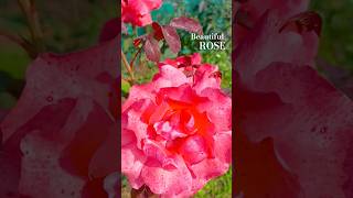 Beautiful rose flower/ gulab flower #shorts #roseflower #rose #beautiful #flowers