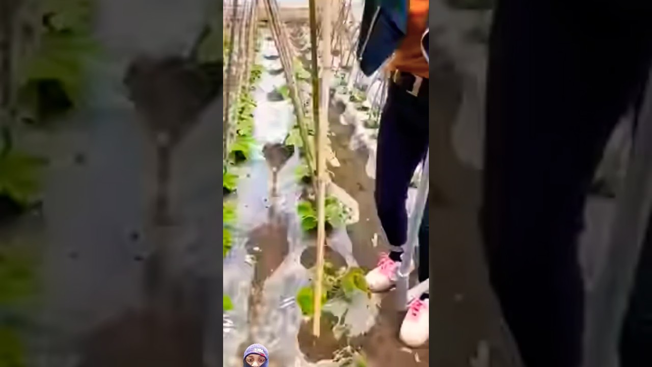 Putting bamboo sticks 