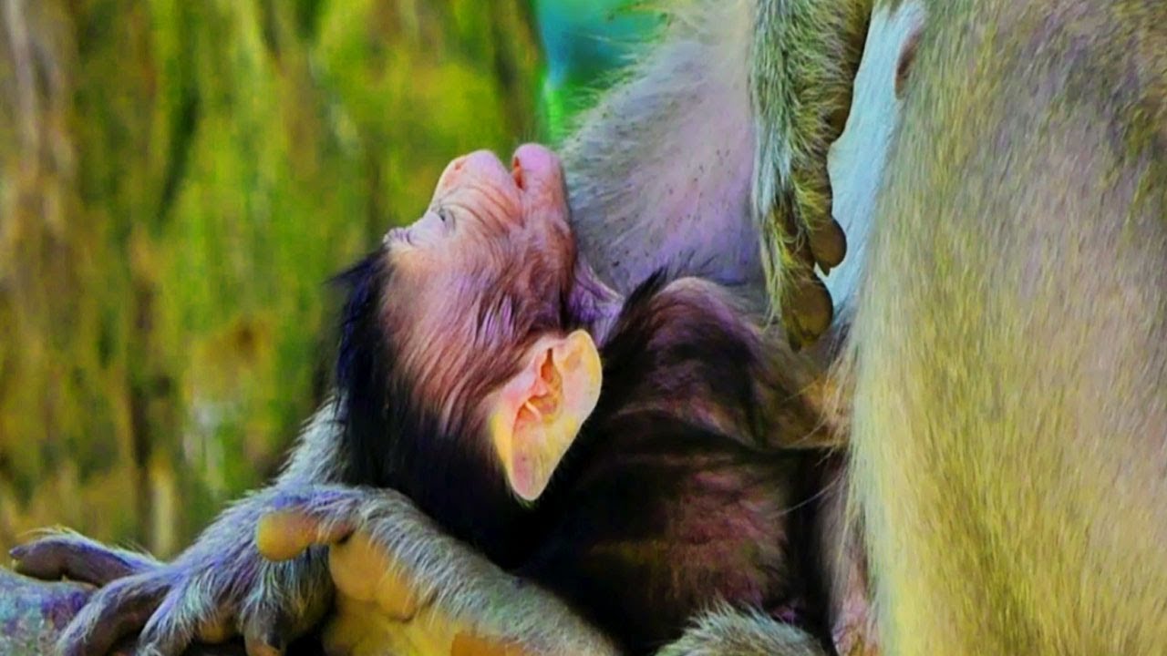 Cuteness overload! Baby monkey arrives at Tayto Park - Limerick Live