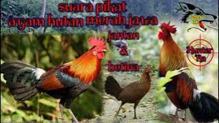 suara pikat ayam hutan merah jawa jantan dan betina (asli)