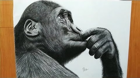 Charcoal drawing of gorilla ? 