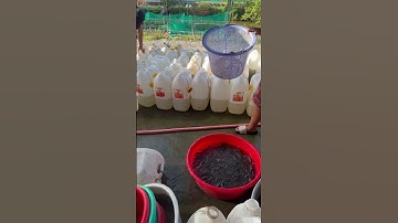 Cá sặc rằn giống 0909770509 #cá_giống #trại_cá_giống_út_me #casac