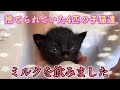 ダンボール箱に入れられ捨てられていた乳飲み子猫達にミルクを与えてみます【We gave bottle-fed kittens】