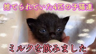 ダンボール箱に入れられ捨てられていた乳飲み子猫達にミルクを与えてみます【We gave bottlefed kittens】