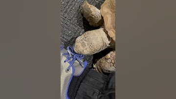 Gus really likes my sneakers!😀 - Gus the Gopher Tortoise #Shorts 9