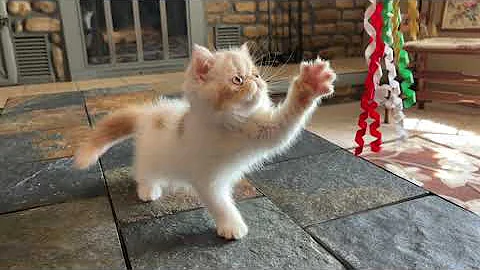 Video 3055561: bicolor exotic shorthair kitten, exotic shorthair red