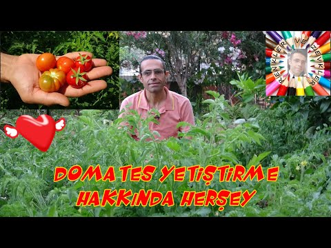 Hobi Bahçelerinde Domates Yetiştirme (Baştan Sona) 🍅