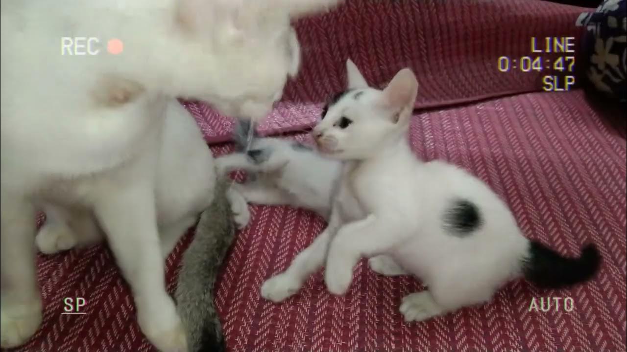 Pawsome Playtime: Adorable Kittens Unleash Their Playful Charm