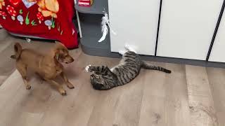 Crezy cat slap  Angry dog byte  Funny Dog fighting