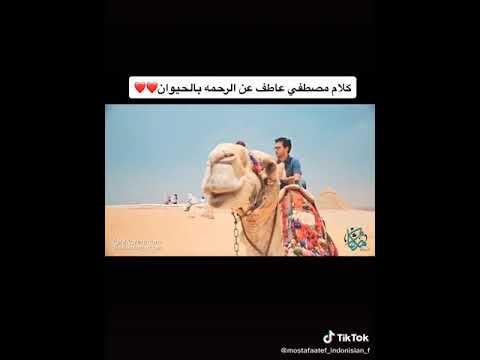 كلام مصطفى عاطف عن الرحمه بالحيوان