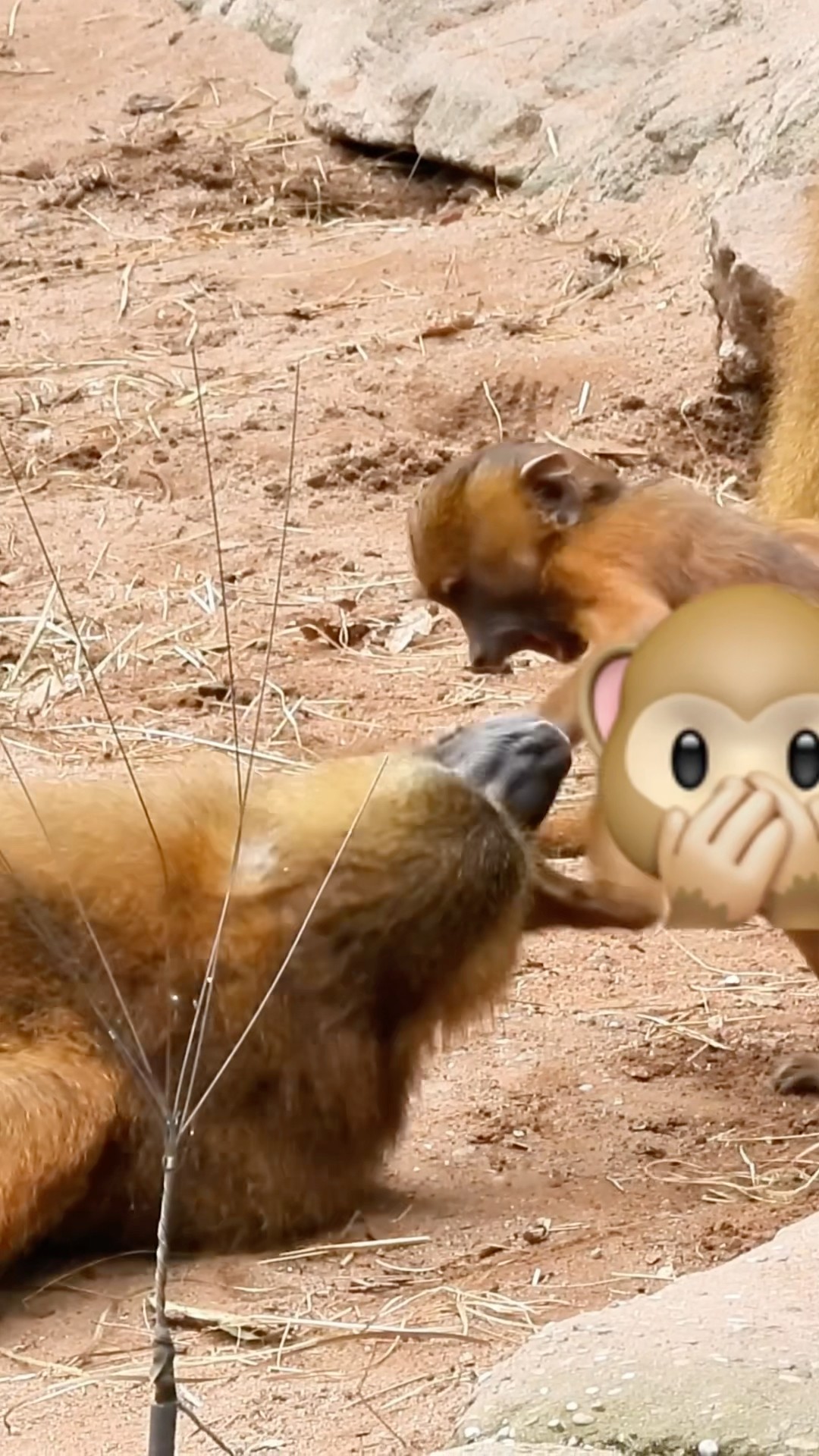 Monkeys With Intense Movements