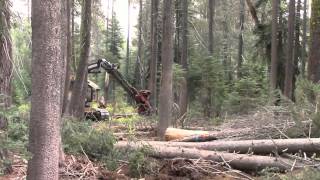 Royal Gorge forest restoration project 9/4/13