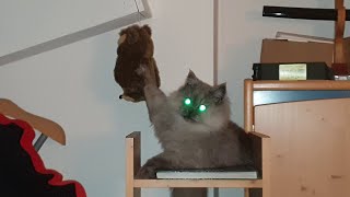 Midas The Persian Cat playing with plush owl by Midas The Persian Cat 87 views 5 years ago 2 minutes, 45 seconds