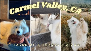 Will my dog like meeting a llama? Carmel Valley road trip