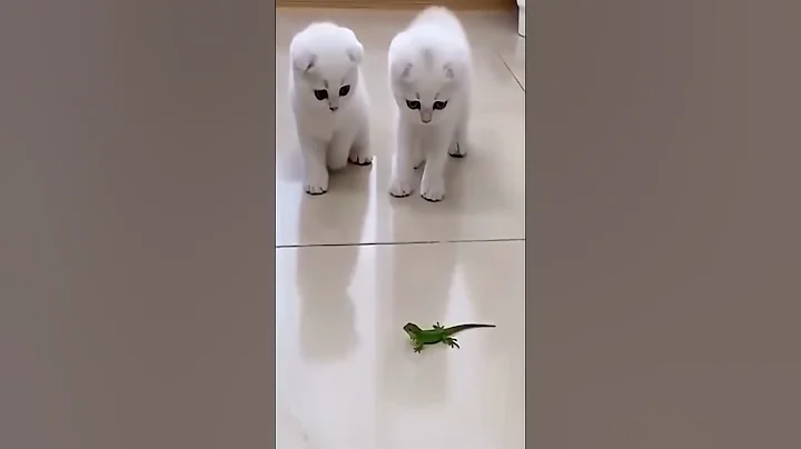 Video 11893891: cat funnycat dog, funnycats gatos, cat funny gatos