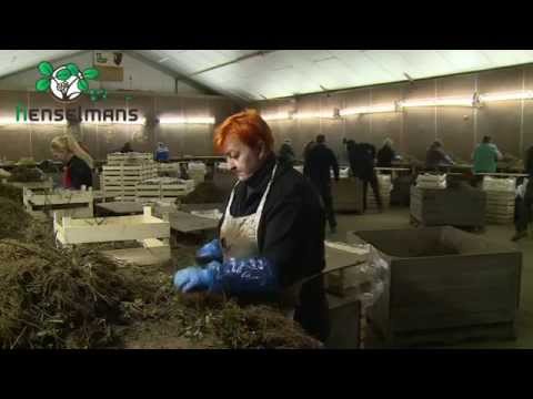 Video: Strawberry Plantage Pleje