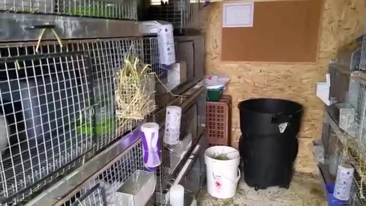 Raising Rabbits: Getting Ready For Winter