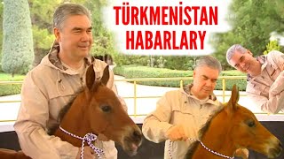 Atavatan Türkmenistan Sonky habarlar | Türkmenistan Haberleri | Başkan Berdimuhamedow'un atı doğurdu