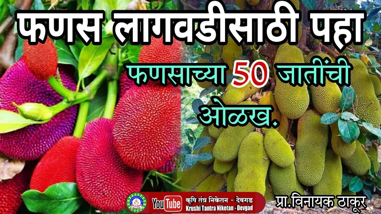 फणस लागवडीसाठी पहा फणसाच्या 50 नवीन जाती. Jackfruit plantation with its 50 new varaities