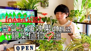 【NASA公認】空気清浄効果のある観葉植物9選【ホームセンターで手に入る♪】