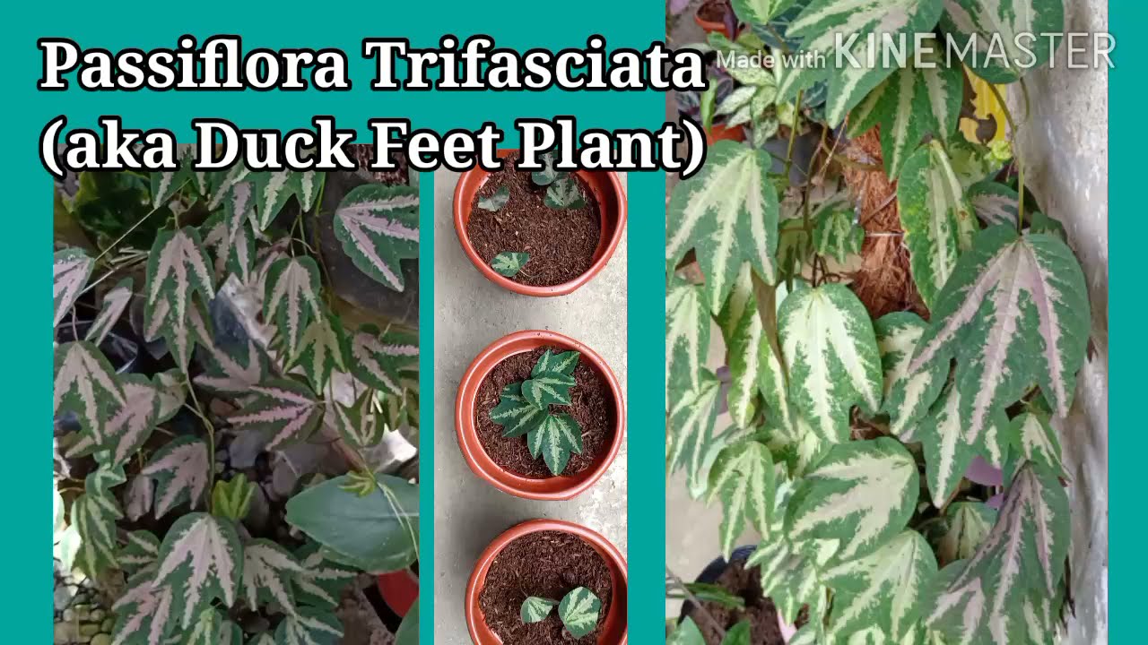How To Propagate And Care For Duck Feet Plant YouTube