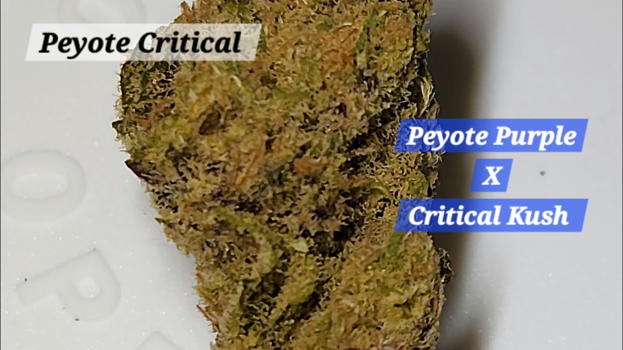 Peyote Critical | strain look 🥦| von Avaay | 